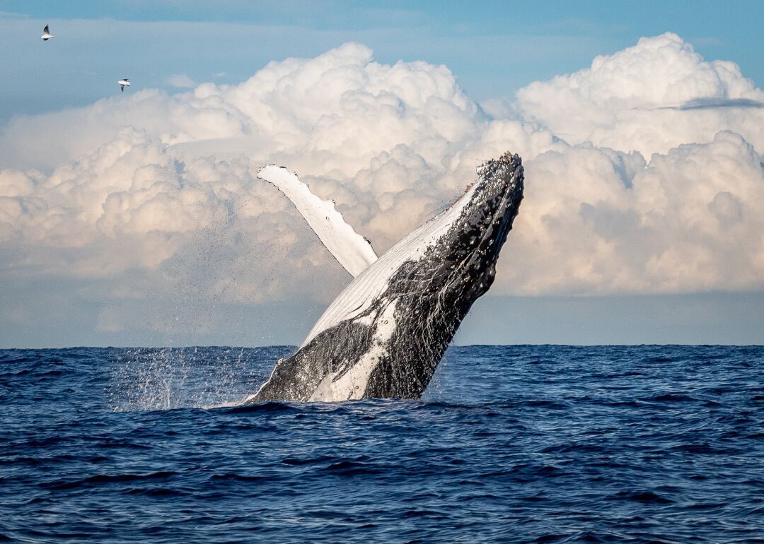 Answer #16: What is a whale?